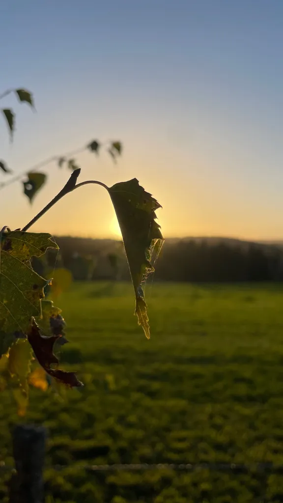 Contre-jour sur la prairie — Saint-Sauveur de Peyre