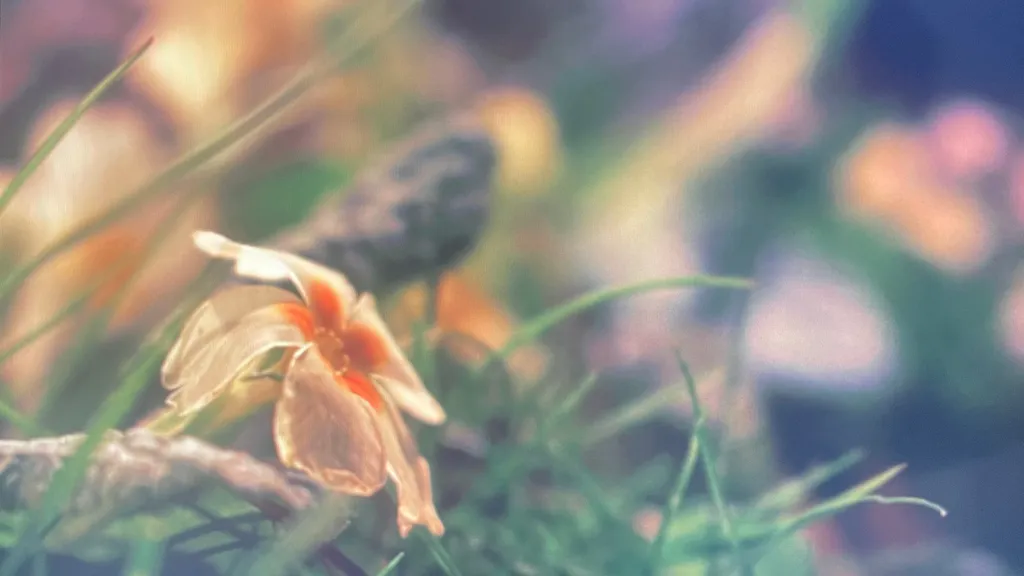 Fleur dans l'herbe — Mende