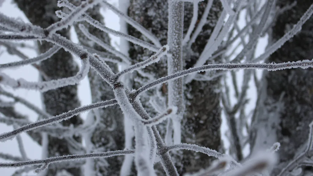 Branches givrées — Aubrac
