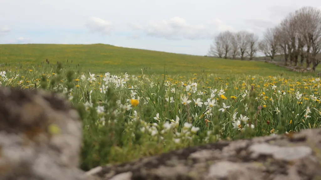 Prairie fleurie — Aubrac