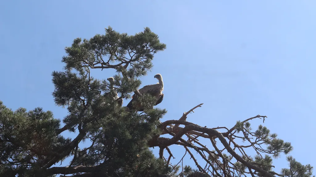Vautour dans un pin — Sainte-Lucie
