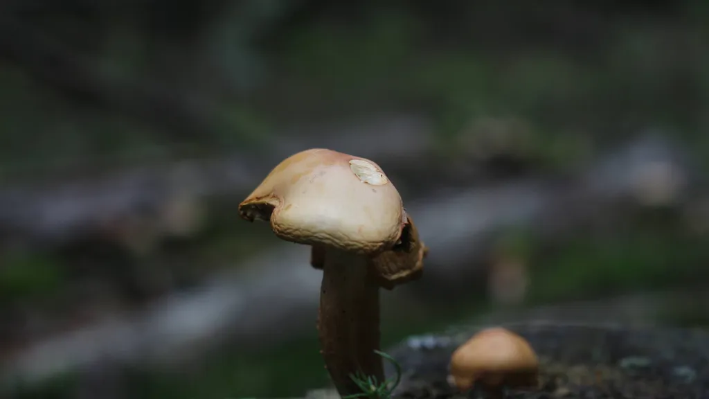 Champignons