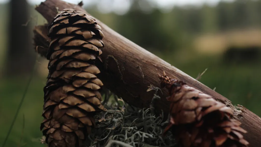 Cônes sur une branche