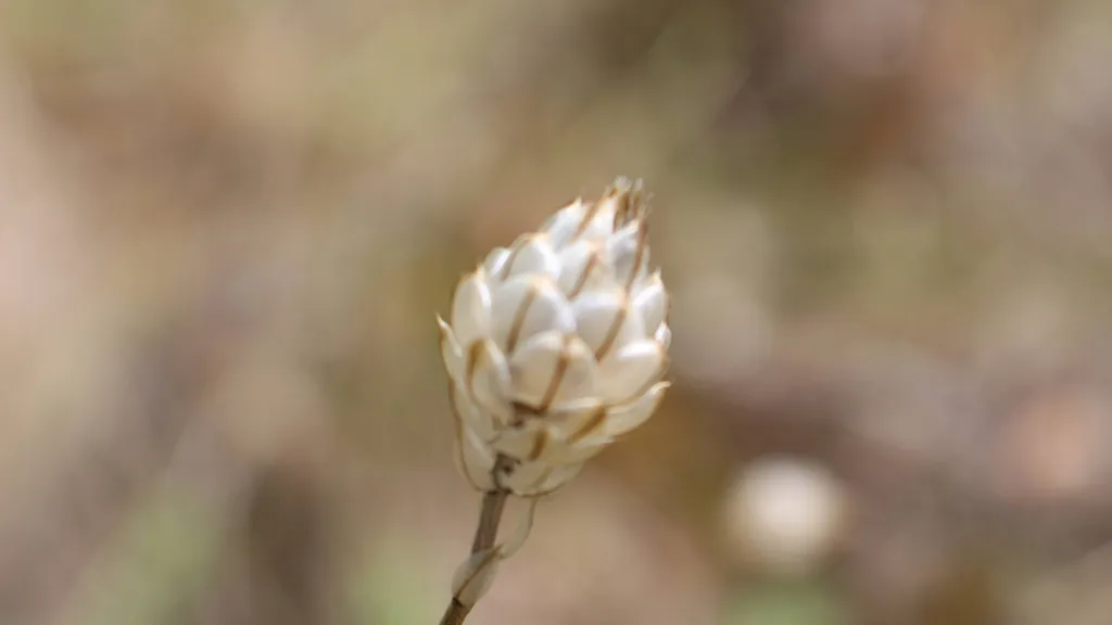 Bouton blanc — Le Rozier