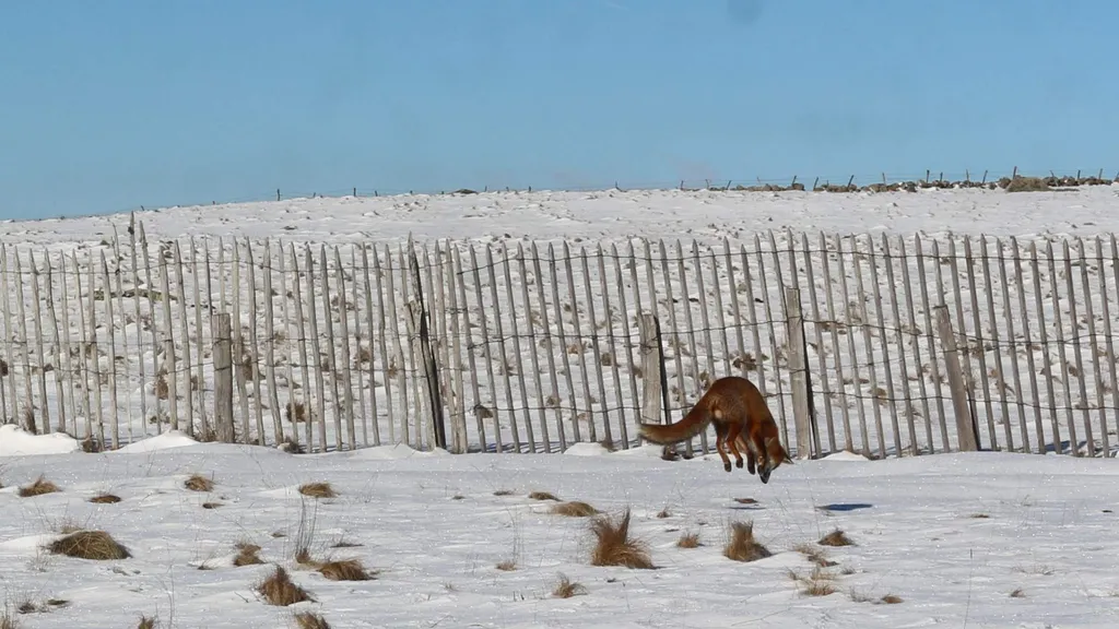 Renard dans la neige